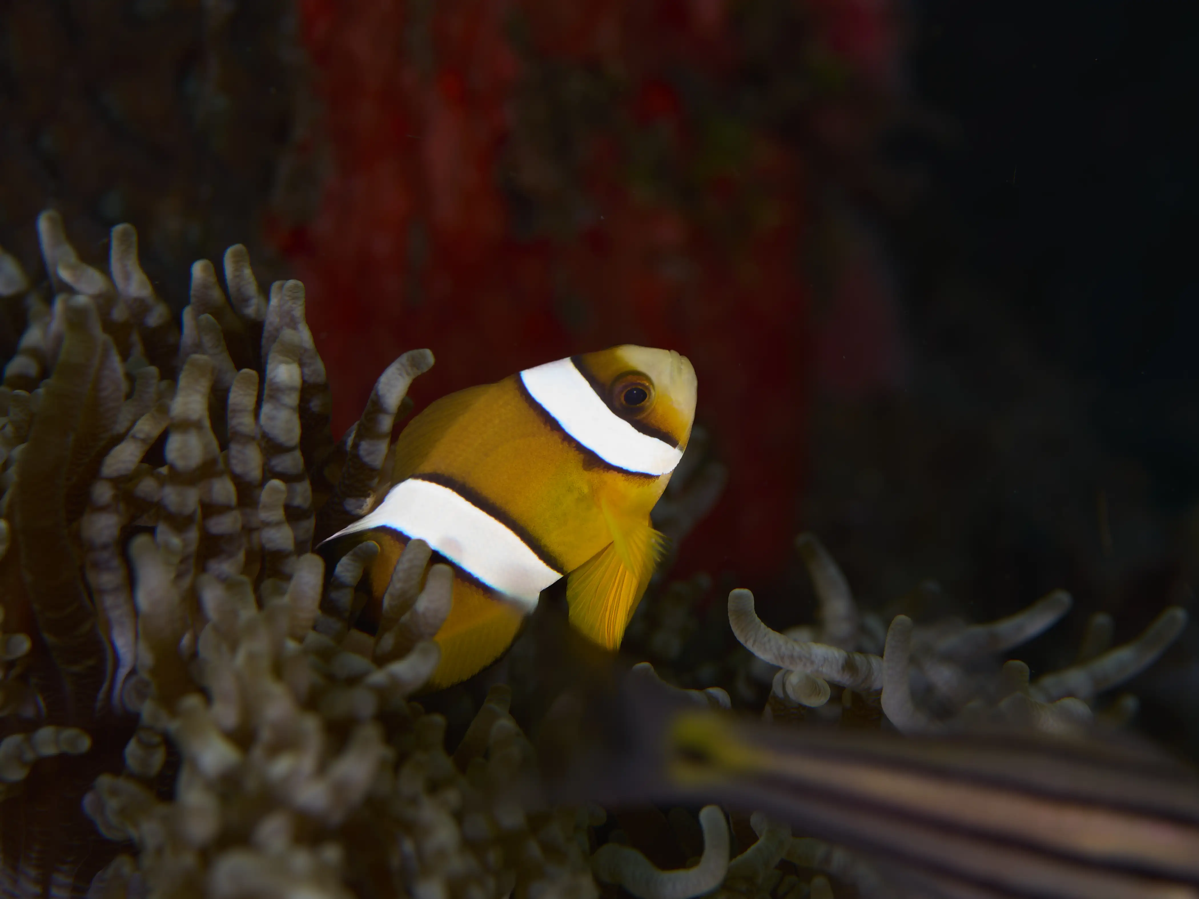 Clark anemone fish - La Tortue house reef - 6m